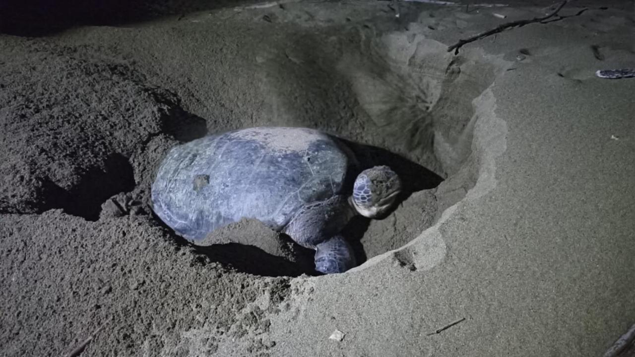 Adventure Turtle Homestay Meru Betiri Sarungan Ngoại thất bức ảnh